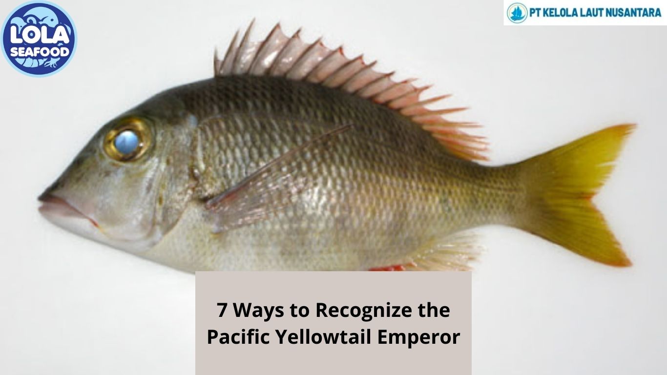 7 Ways to Recognize the Pacific Yellowtail Emperor